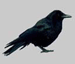 National Bird Control | Crow