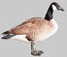 National Bird Control | Canadian Geese
