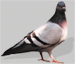National Bird Control | Pigeon