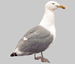 National Bird Control | Seagull