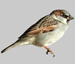 National Bird Control | Sparrow
