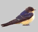 National Bird Control | Swallow
