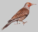 National Bird Control | Woodpecker